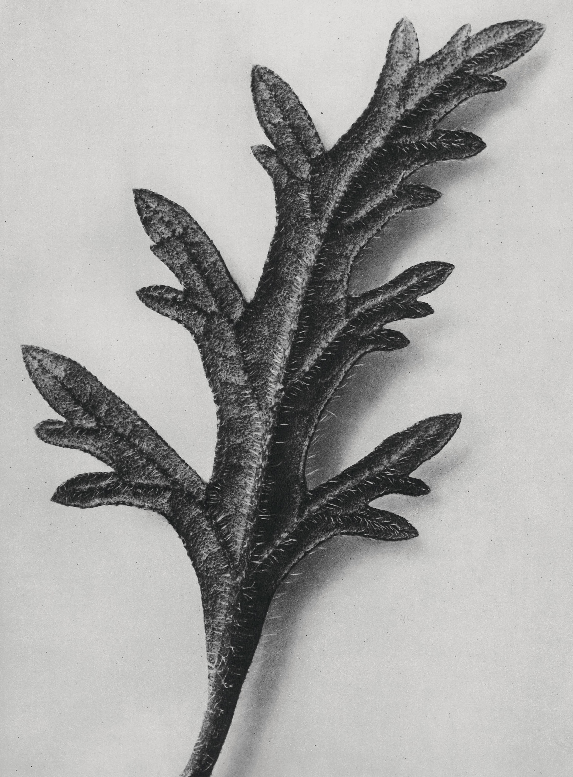 Karl Blossfeldt, Urformen der Kunst, plate 39